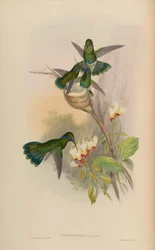 Petasophora anais = Colibri coruscans